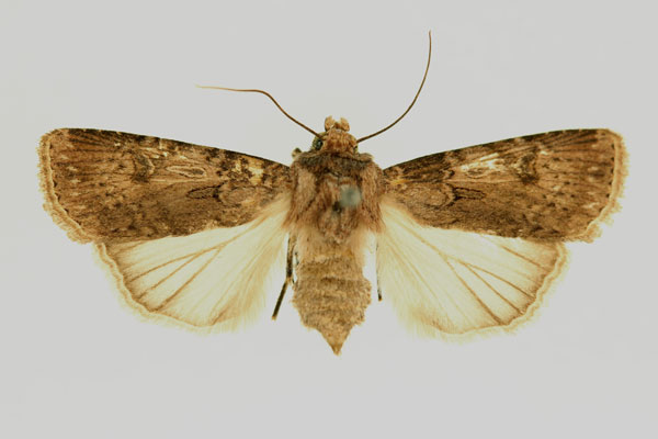 /filer/webapps/moths/media/images/P/putativa_Agrotis_AF_RMCA.jpg