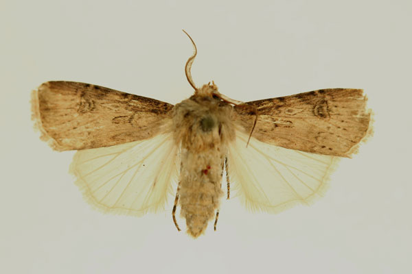 /filer/webapps/moths/media/images/P/putativa_Agrotis_AM_RMCA.jpg
