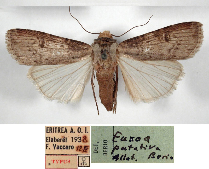 /filer/webapps/moths/media/images/P/putativa_Agrotis_AT_MSNM.jpg
