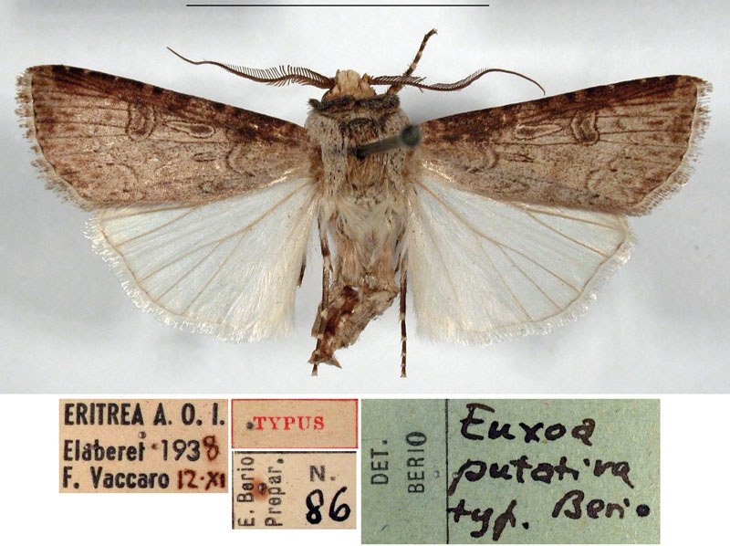 /filer/webapps/moths/media/images/P/putativa_Agrotis_HT_MSNM.jpg