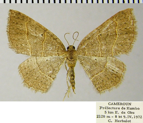 /filer/webapps/moths/media/images/P/pycnoconia_Asthenotricha_AF_ZSMa.jpg
