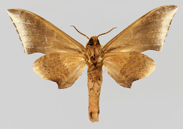 /filer/webapps/moths/media/images/P/pygarga_Neopolyptychus_AM_Basquin_02.jpg