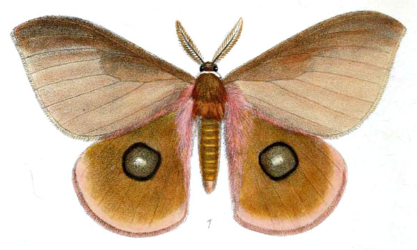 /filer/webapps/moths/media/images/P/pygela_Bunaea_HT_Druce_38-1.jpg