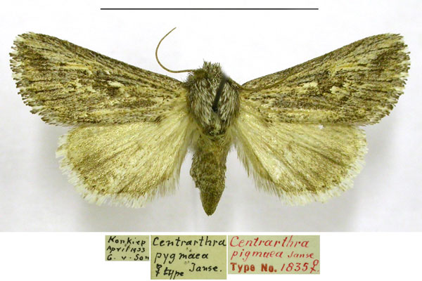 /filer/webapps/moths/media/images/P/pygmaea_Centrartha_PTF_TMSA.jpg
