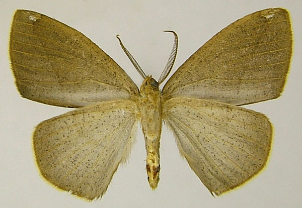 /filer/webapps/moths/media/images/P/pygmaea_Epigynopteryx_AM_ZSMb.jpg