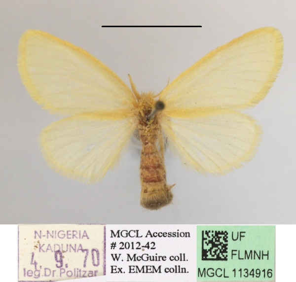 /filer/webapps/moths/media/images/P/pygmaea_Euproctis_AF_MGCLa_02.jpg