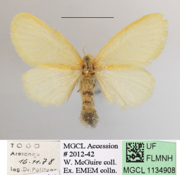 /filer/webapps/moths/media/images/P/pygmaea_Euproctis_AF_MGCLa_04.jpg