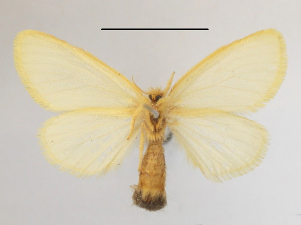 /filer/webapps/moths/media/images/P/pygmaea_Euproctis_AF_MGCLb_02.jpg