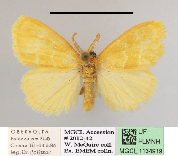 /filer/webapps/moths/media/images/P/pygmaea_Euproctis_AM_MGCLa_01.jpg