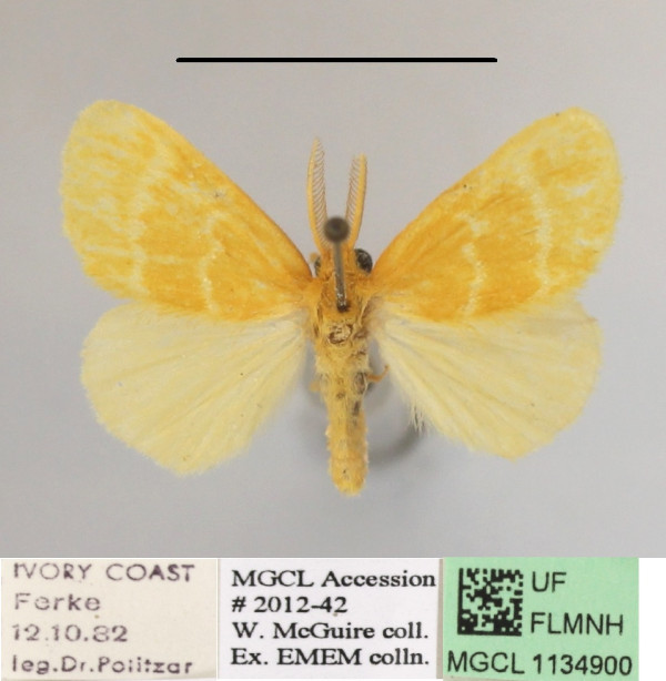 /filer/webapps/moths/media/images/P/pygmaea_Euproctis_AM_MGCLa_03.jpg