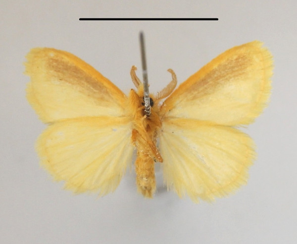 /filer/webapps/moths/media/images/P/pygmaea_Euproctis_AM_MGCLb_01.jpg