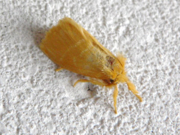 /filer/webapps/moths/media/images/P/pygmaea_Euproctis_AM_Voaden.jpg