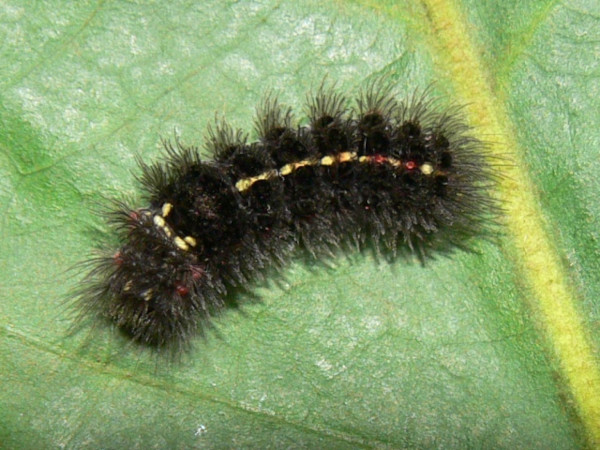 /filer/webapps/moths/media/images/P/pygmaea_Euproctis_C_Goff_01.jpg