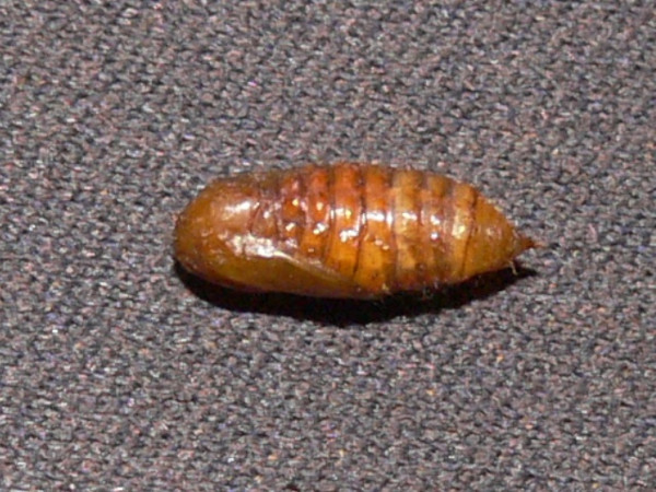 /filer/webapps/moths/media/images/P/pygmaea_Euproctis_P_Goff_02.jpg