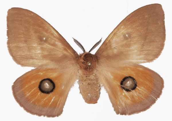 /filer/webapps/moths/media/images/P/pygmaea_Rohaniella_AF_Basquin.jpg