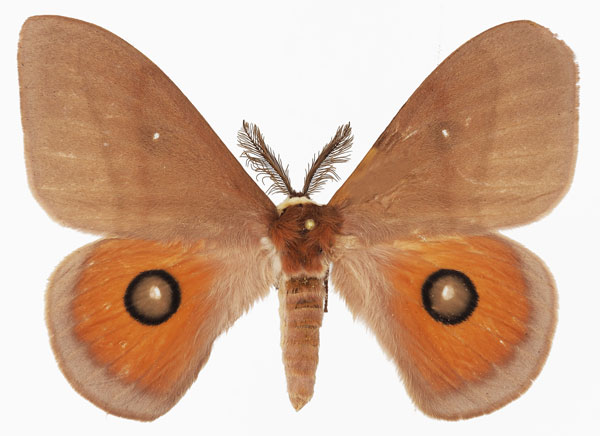 /filer/webapps/moths/media/images/P/pygmaea_Rohaniella_AM_Basquin_02.jpg