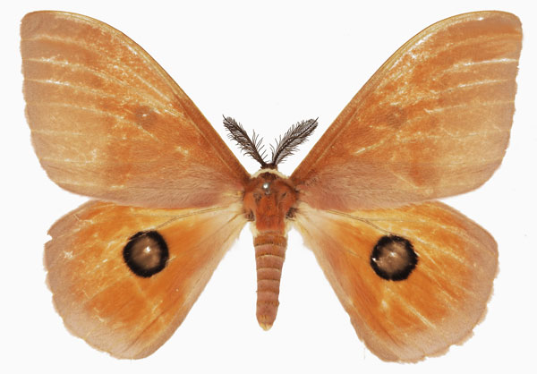 /filer/webapps/moths/media/images/P/pygmaea_Rohaniella_AM_Basquin_03.jpg