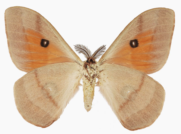 /filer/webapps/moths/media/images/P/pygmaea_Rohaniella_AM_Basquinb.jpg