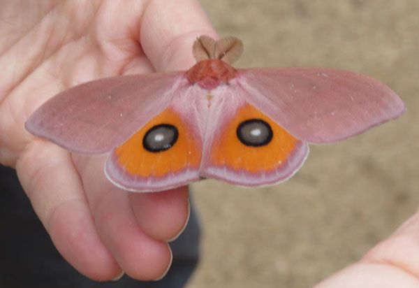 /filer/webapps/moths/media/images/P/pygmaea_Rohaniella_AM_Harvey_01.jpg