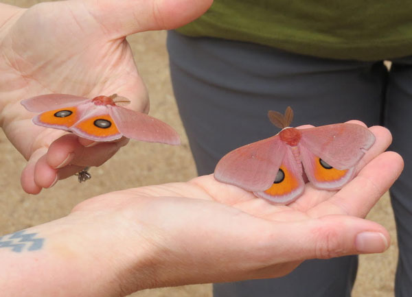 /filer/webapps/moths/media/images/P/pygmaea_Rohaniella_AM_Harvey_02.jpg
