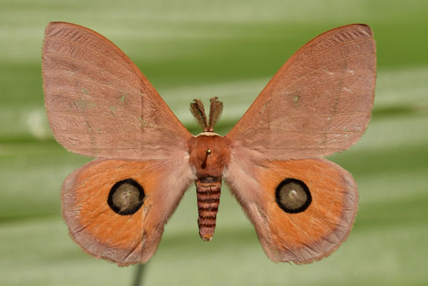 /filer/webapps/moths/media/images/P/pygmaea_Rohaniella_A_Butler.jpg