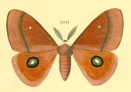 /filer/webapps/moths/media/images/P/pygmaea_Rohaniella_HT_Maassen.jpg
