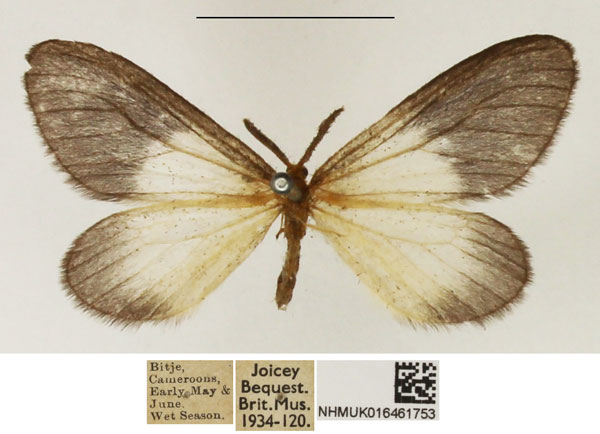 /filer/webapps/moths/media/images/P/pygmaea_Staphylinochrous_AM_NHMUK_01.jpg