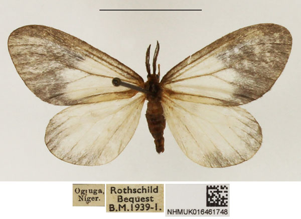 /filer/webapps/moths/media/images/P/pygmaea_Staphylinochrous_AM_NHMUK_02.jpg