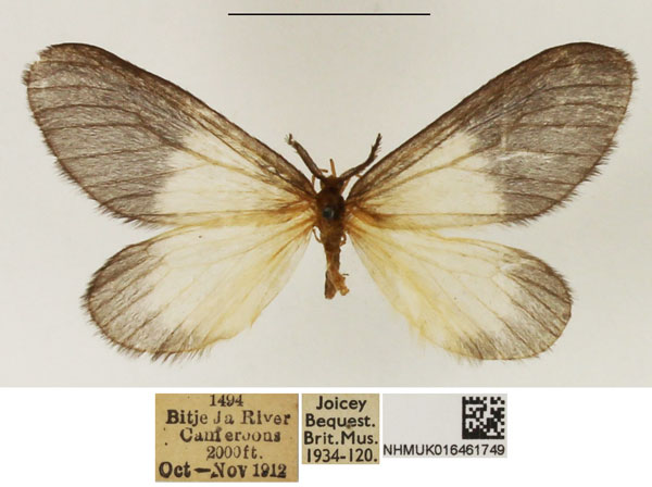 /filer/webapps/moths/media/images/P/pygmaea_Staphylinochrous_AM_NHMUK_03.jpg