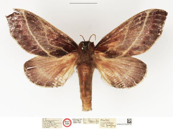 /filer/webapps/moths/media/images/P/pygmaeorum_Streblote_HT_NHMUK.jpg