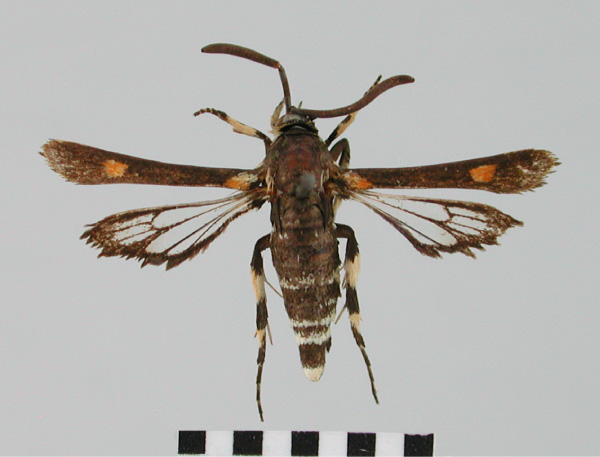 /filer/webapps/moths/media/images/P/pygmaeum_Homogyna_AM_BMNH.jpg