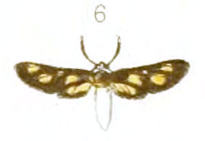 /filer/webapps/moths/media/images/P/pygmula_Naclia_HT_Oberthur_3-6.jpg