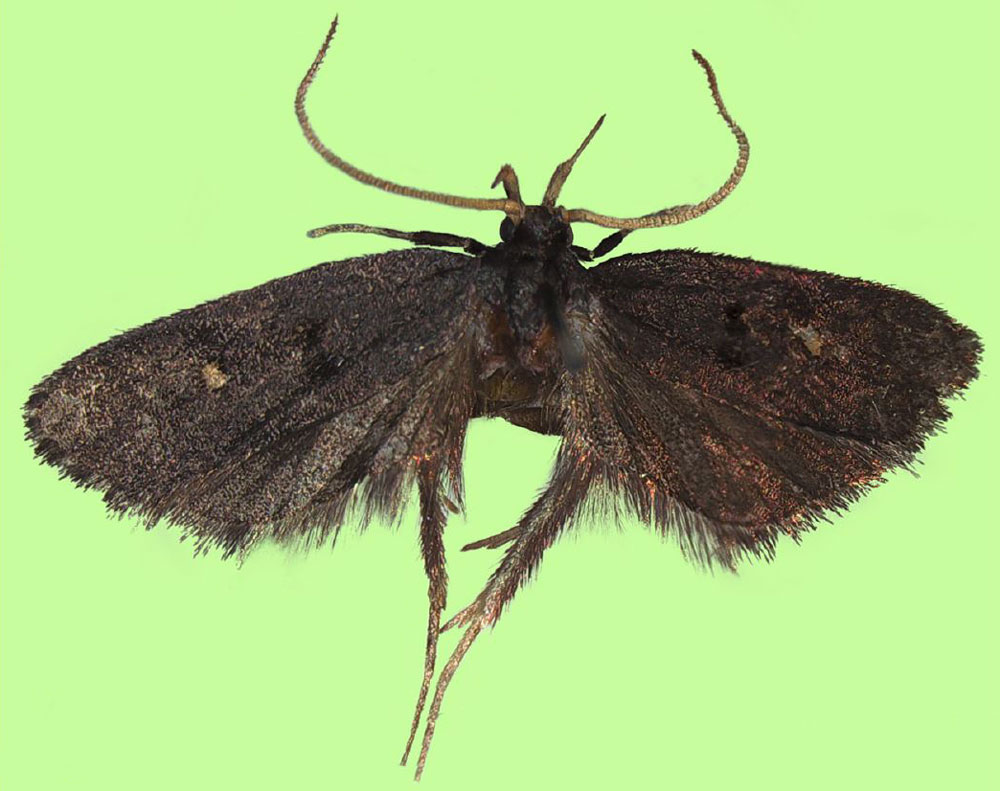 /filer/webapps/moths/media/images/P/pyknoistus_Viperinus_HT_BMNH.jpg