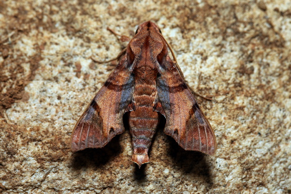 /filer/webapps/moths/media/images/P/pylas_Temnora_AM_knyazev.JPG