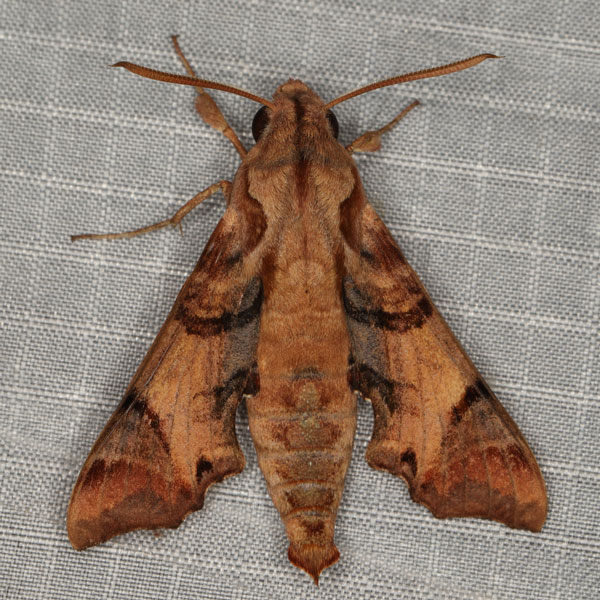 /filer/webapps/moths/media/images/P/pylas_Temnora_A_Heyns_02.jpg