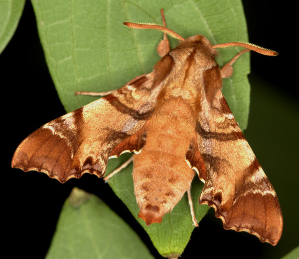 /filer/webapps/moths/media/images/P/pylas_Temnora_A_Heyns_03.jpg