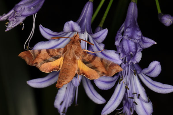 /filer/webapps/moths/media/images/P/pylas_Temnora_A_Heyns_04.jpg