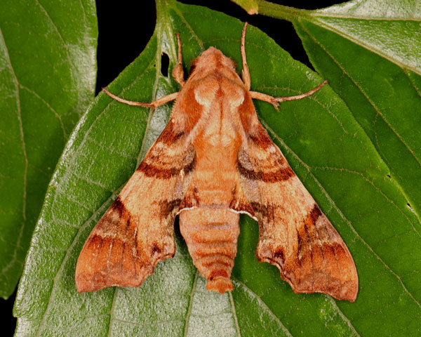 /filer/webapps/moths/media/images/P/pylas_Temnora_A_Heyns_05.jpg