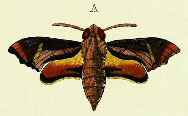 /filer/webapps/moths/media/images/P/pylas_Temnora_Cramer3_206_A.jpg