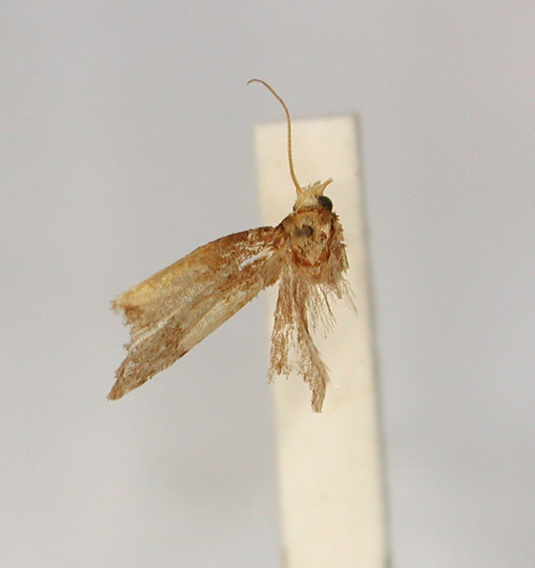 /filer/webapps/moths/media/images/P/pylora_Epichoristodes_LT_RMCA_01.jpg
