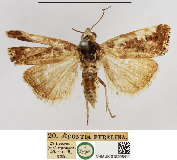 /filer/webapps/moths/media/images/P/pyralina_Acontia_HT_NHMUK.jpg