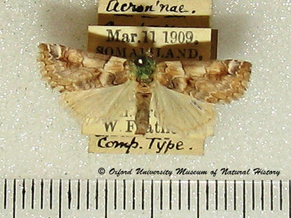 /filer/webapps/moths/media/images/P/pyralina_Constantiodes_A_OUMNH_02.jpg