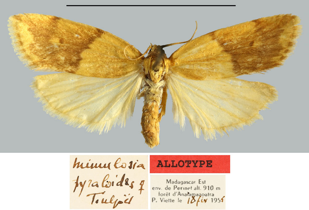 /filer/webapps/moths/media/images/P/pyraloides_Mimulosia_AT_MNHN.jpg