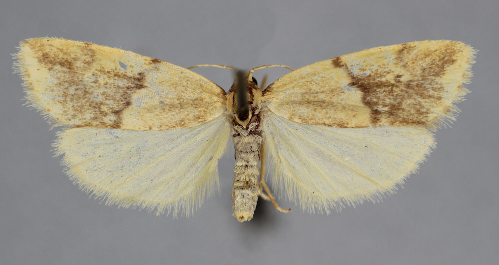 /filer/webapps/moths/media/images/P/pyraloides_Mimulosia_PT_BMNH.jpg