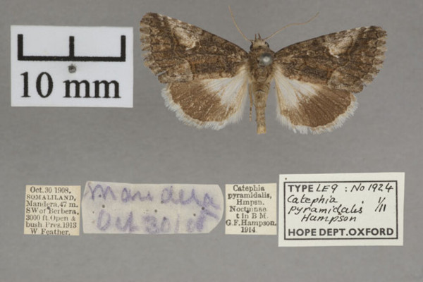 /filer/webapps/moths/media/images/P/pyramidalis_Aedia_PT_OUMNHa_01.jpg