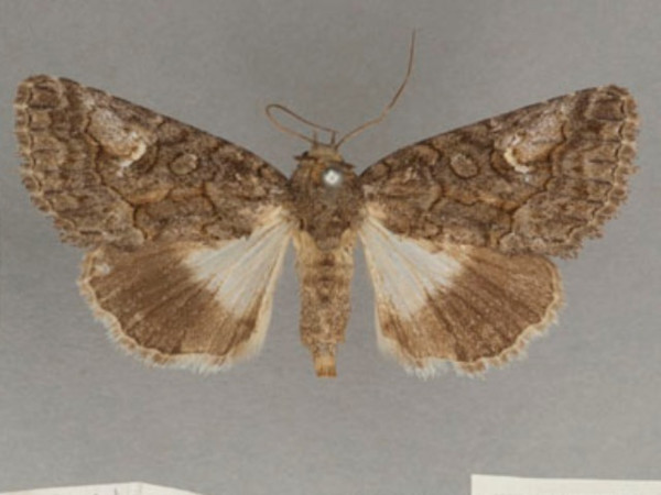 /filer/webapps/moths/media/images/P/pyramidalis_Aedia_PT_OUMNHa_02.jpg