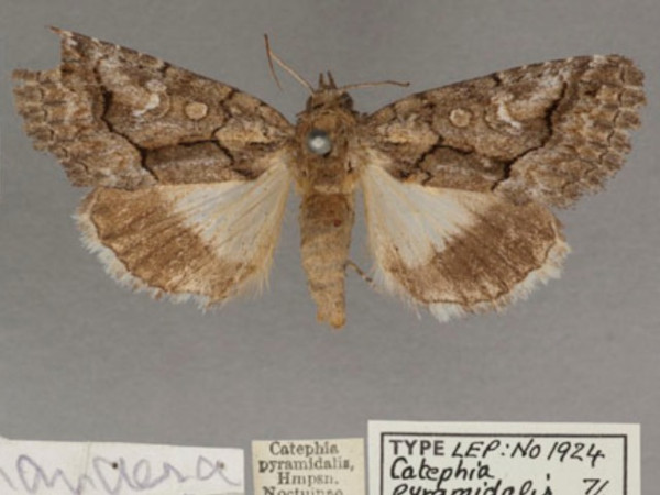 /filer/webapps/moths/media/images/P/pyramidalis_Aedia_PT_OUMNHa_03.jpg