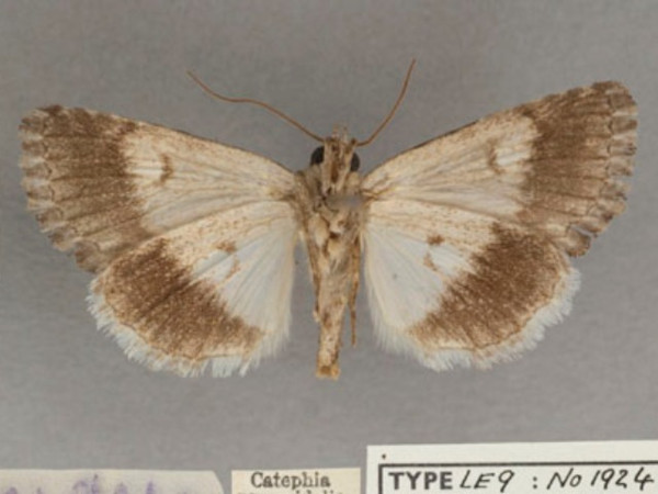 /filer/webapps/moths/media/images/P/pyramidalis_Aedia_PT_OUMNHb_01.jpg