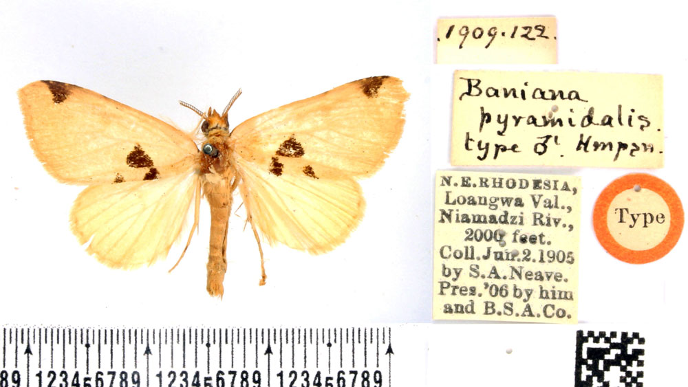 /filer/webapps/moths/media/images/P/pyramidalis_Baniana_LT_BMNH.jpg