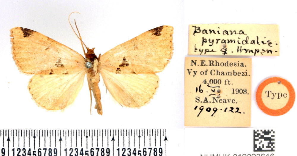 /filer/webapps/moths/media/images/P/pyramidalis_Baniana_PLT_BMNH.jpg